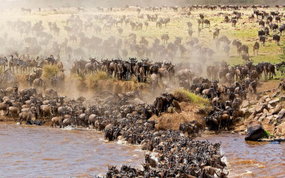 Unlocking the Wonders of Serengeti Safari: A Comprehensive Guide on When to Go.