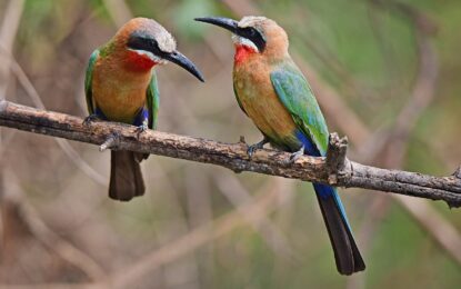 Exploring Tanzania’s Best Birding Safari Destinations: A Comprehensive Guide.