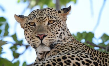 Wildlife close-up on a guided Zanzibar/dar es salaam safari adventure