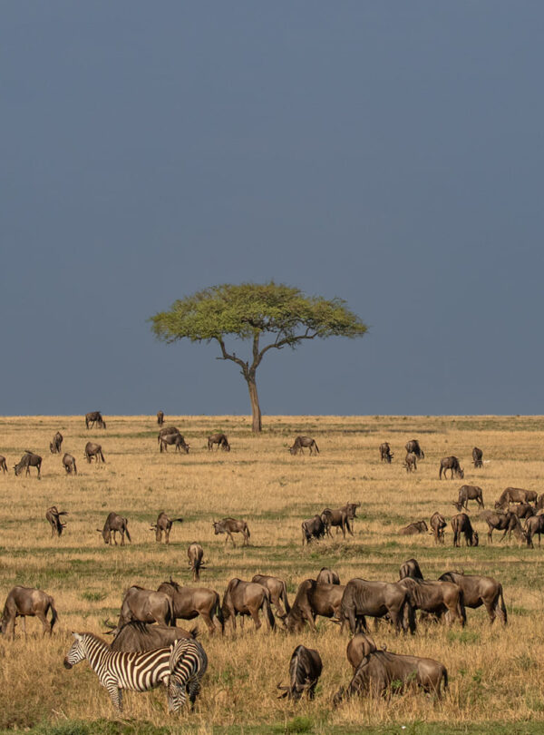 Northen tanzania safari
