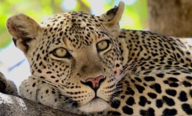 leopard ressitng safari from dar es salaam