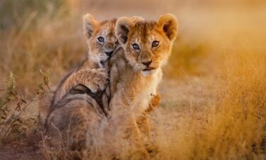 lion cubs spotted on game drive camping safari 2025