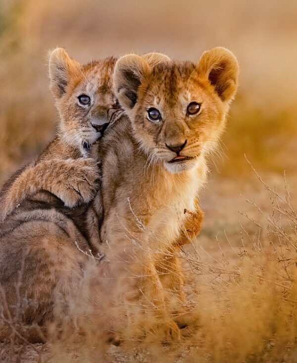 lion cubs spotted on game drive camping safari 2025
