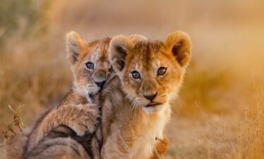 Lion Cabs photographed on safari from Dar es Salaam