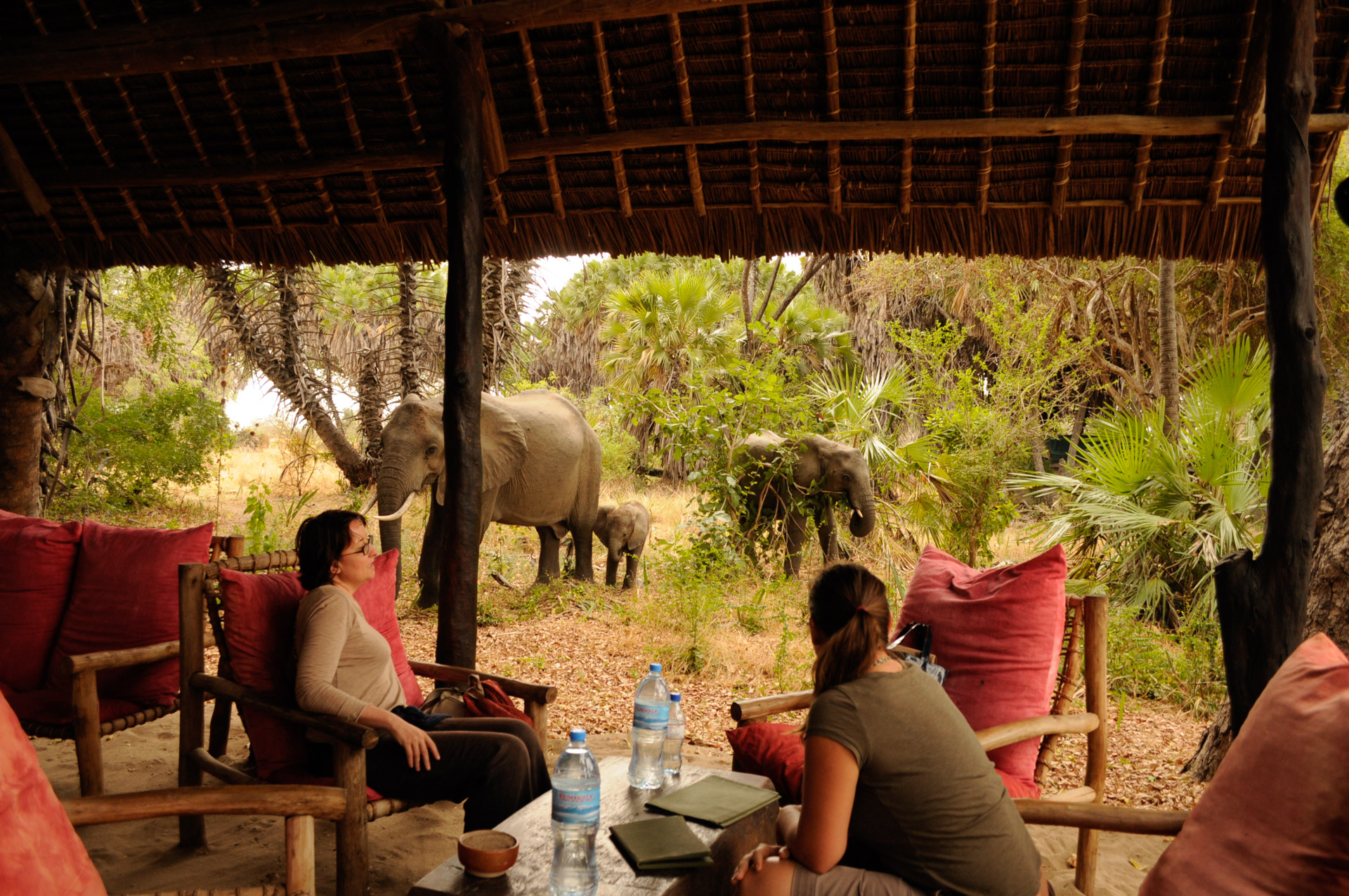Wildlife near Lake Manze Camp