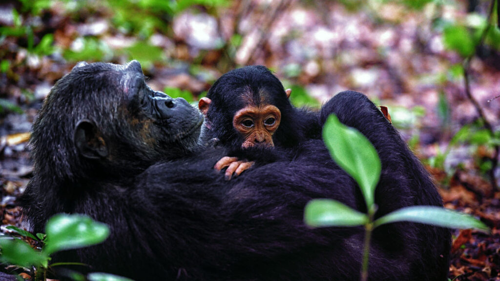 chimps safari
