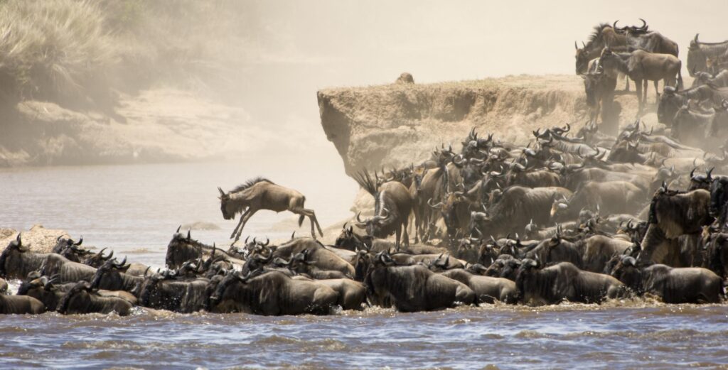 dramatic-wildebeest-crossing