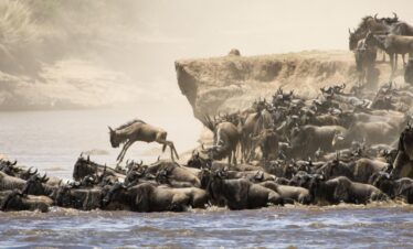 A group of wildebeest making their way Iacross a river, capturing their seasonal migration in serengeti national park safari