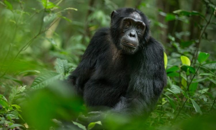 7-Day Mahale Chimpanzee Safari & Lake Tanganyika Luxury Escape (Fly-in Tanzania)