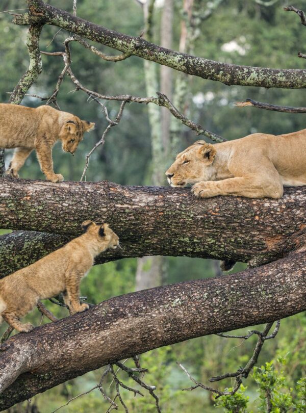 lake-Manyara-national-park-lions