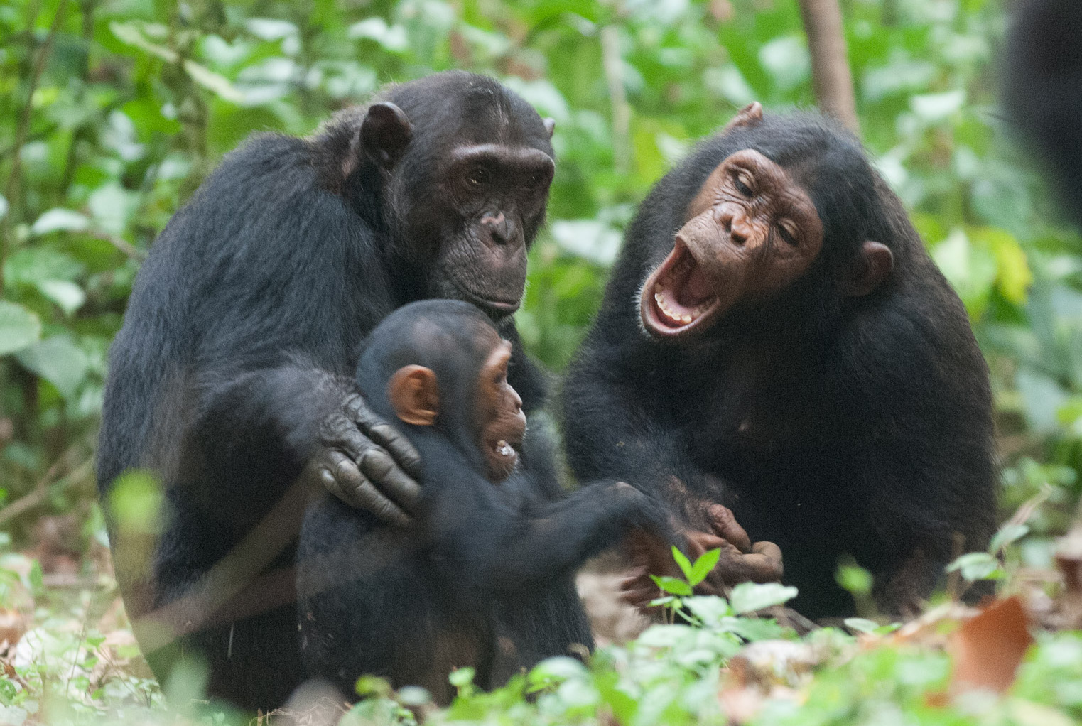 Second Chimp Trek & Waterfall Hike