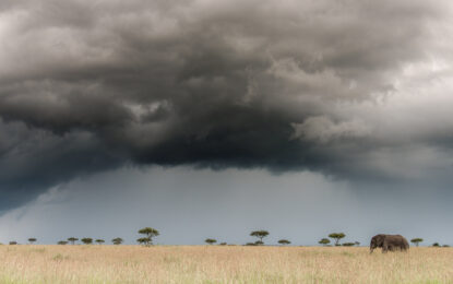 Experiencing Tanzania’s Wildlife in the Rainy Season: What to Expect