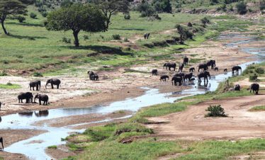 rivere tarangire on green season