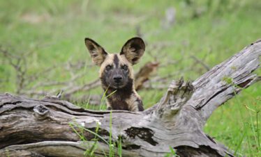 hunting dog spotted during game drive Tanzania Camping Safari From Dar es Salaam
