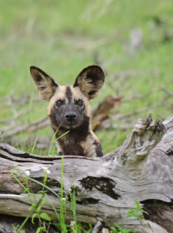 hunting dog spotted during game drive Tanzania Camping Safari From Dar es Salaam