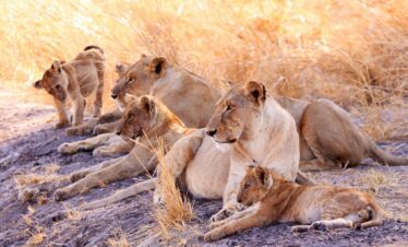 A pride of lions resting on the ground spotted during a camping safari from Dar es salaam