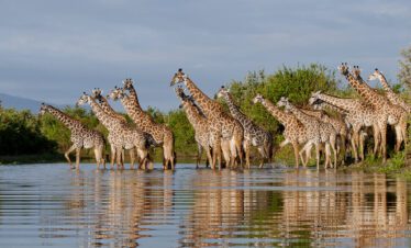 tanzania camping safari