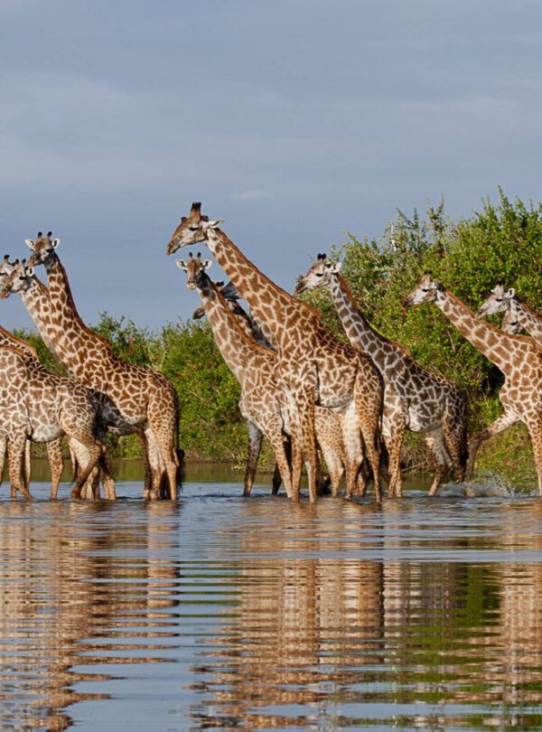 tanzania camping safari