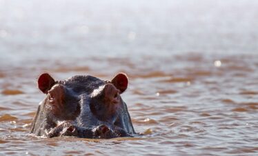 safari from zanzibar