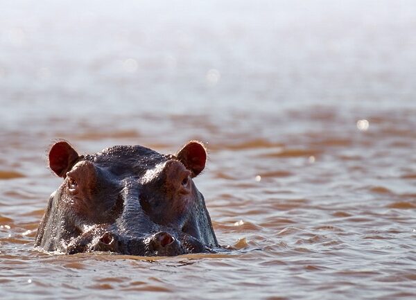 safari from zanzibar