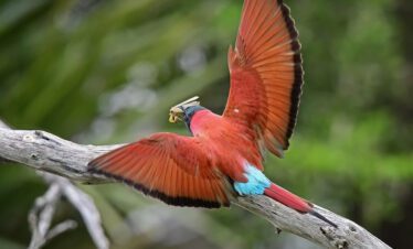 selous zanzibar nyerere