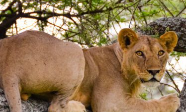 tanzania big 5 safari