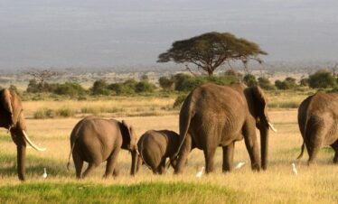 Tanzania Camping Safari From Dar es salaam