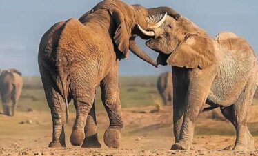 elephant seen while on safari from dar es salaam