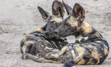 dogs zanzibar safari