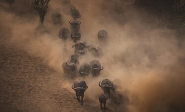 nyerere national park safari