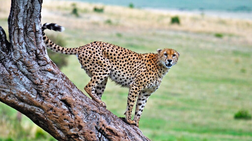 cheetah-serengeti-tanzania