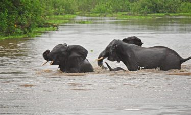 tanzania camping safari