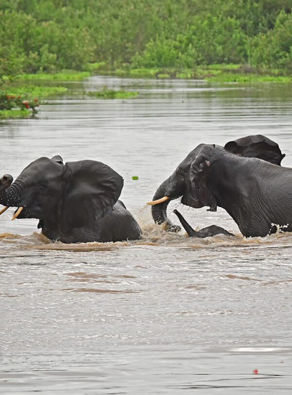tanzania camping safari