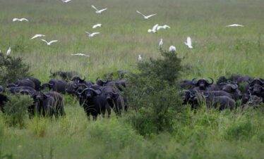 camping safari from dar es salaam