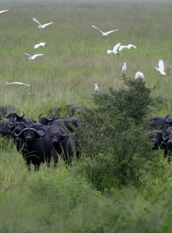 camping safari from dar es salaam