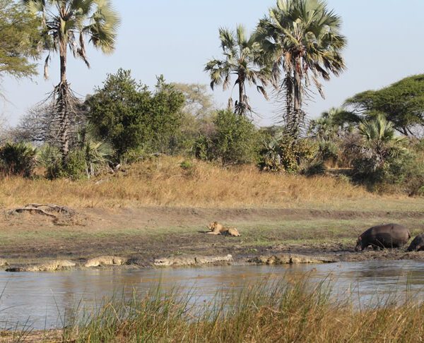 camping safari from dar es salaam