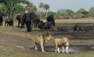 camping safari from dar es salaam to southern tanzania safari park