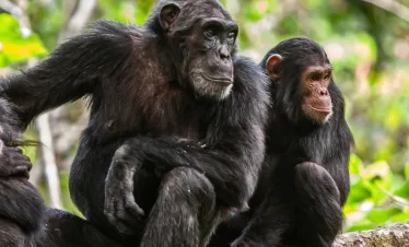 Three chimpanzees perched on a tree branch, engaging with each other in a natural setting.