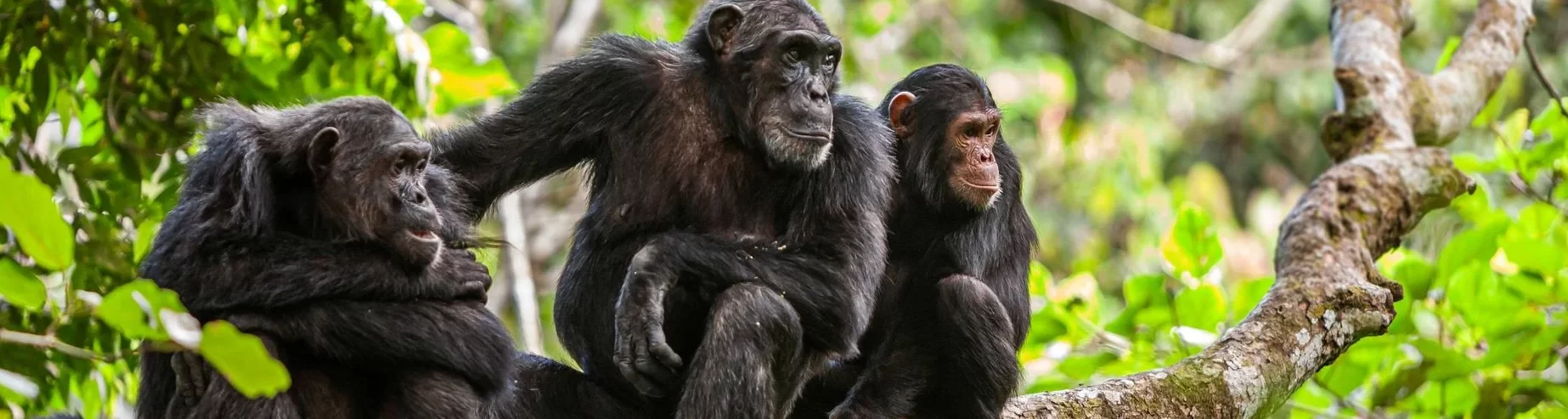 Three chimpanzees perched on a tree branch, engaging with each other in a natural setting.