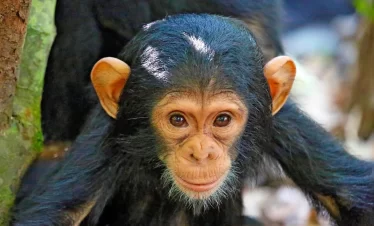 A young chimpanzee resting on a wood, surrounded by greenery, embodying the charm and curiosity of wildlife.