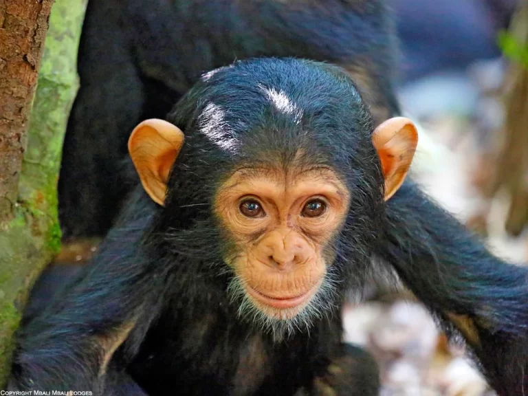 Mahale Mountains on Lake Tanganyika, western Tanzania