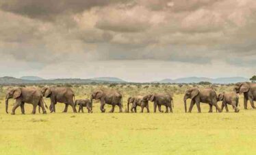 tanzania camping safari