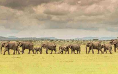 Embarking on the Safari Adventure: A First-Timer’s Guide to Safari in Tanzania
