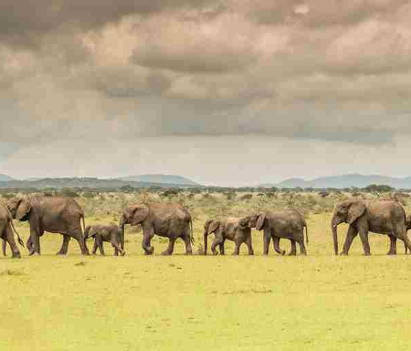 tanzania camping safari