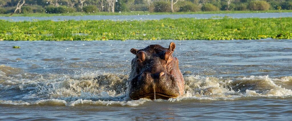 nyerere-hippo