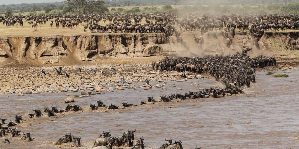 river crossing serengeti