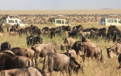 A Comprehensive Guide to the Serengeti Great Wildebeest Migration