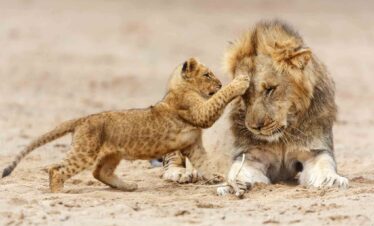 Serengeti lions with cubs