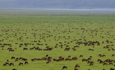 best time to visit serenegeti national park for safari