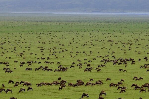 best time to visit serenegeti national park for safari